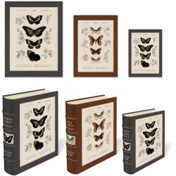 Set de 3 boîtes livres gigognes GM - Black Sepia Butterflies