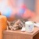 Bougie parfumée 220gr & pot céramique - Maison chat-leureuse