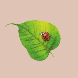 20 Serviettes 100% Bambou 33x33 cm Ladybug - Chic Mic