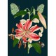 Cards - Midnight Botanical (Lilies)