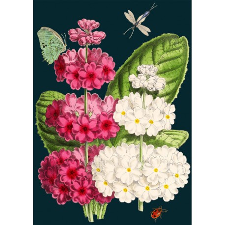 Carte double GM et enveloppe - Midnight Botanical (primrose)