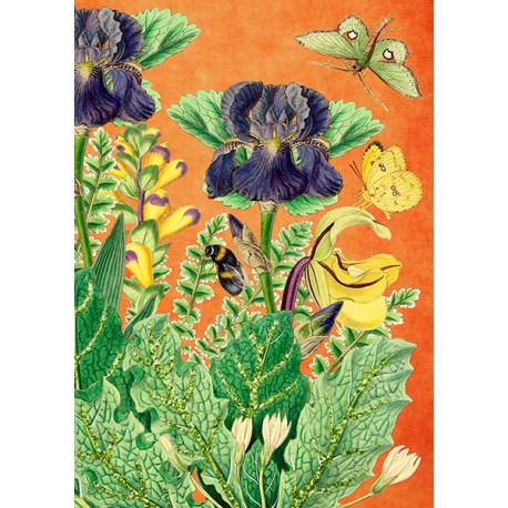 Carte double GM et enveloppe - Botanical (iris & butterfly)
