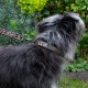 Dog Lead 101cm - William Morris (Canine companion)