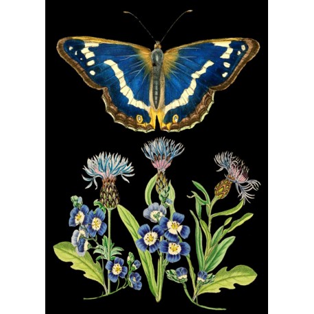 Carte double GM et enveloppe - Whimsical (blue butterfly)
