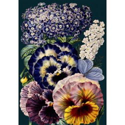 Carte double GM et enveloppe - Botanical (bouquet of pansies)