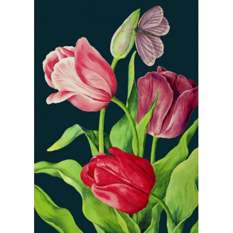 Carte double GM et enveloppe - Botanical (Tulips)