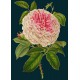 Carte double GM & env. 'MIDNIGHT BOTANICAL' (roses)