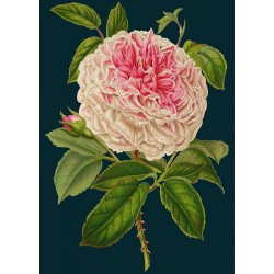 Carte double GM & env. 'MIDNIGHT BOTANICAL' (roses)