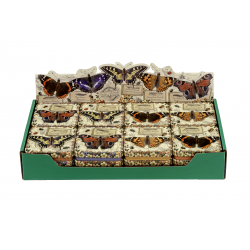 Boîtes rectangulaires PM 4ass - Vintage Butterflies - Nostalgia