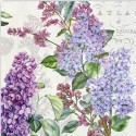 FRENCH LILACS *