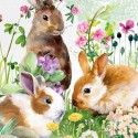 BUNNY MEADOW*